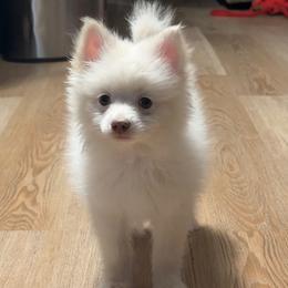 Boy 3 - male Pomeranian puppy in Mesa, Arizona from Sun Valley Kennels