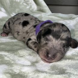 AKC - ROCKET - Dapple male Dachshund puppy in Omaha, Nebraska from Colorful Dachshunds