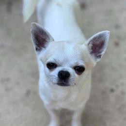 Sony Sonic - Cream and white male Chihuahua puppy in Seneca, South Carolina from April’s Menagerie