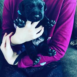 Labrador Retriever and Pembroke Welsh Corgi Puppies from Burress Family Farm and Kennels