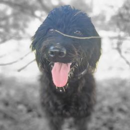 Labradoodles from P&L Doodles