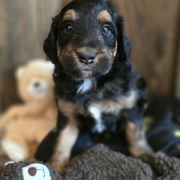 Mercury male 2 - Black phantom male Aussiedoodle puppy in Redding, California from House Merrills Minis and Doodles