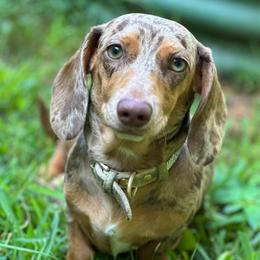 Rosie- AKC - Dapple female Dachshund puppy in Cleveland, Georgia from Memaw’s Minis Babies Doxies
