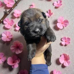 Shirley - Sable female German Shepherd puppy in Oakland, Oregon from VHM German Shepherds