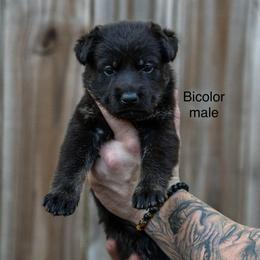 No Collar Boy - Bi-color male German Shepherd puppy in Universal City, Texas from Jaxinhaus German Shepherds