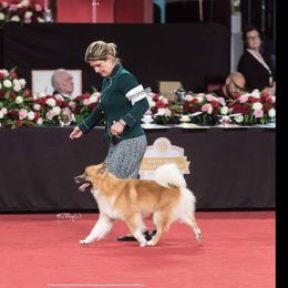 Icelandic Sheepdog All Grown Up from Tri-Star Icelandics