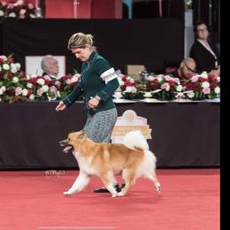 Icelandic Sheepdog All Grown Up from Tri-Star Icelandics