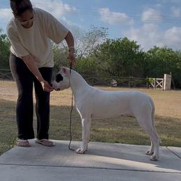 Lotus de Casa de la Bahia - White female Dogo Argentino puppy in Bayview, Texas from Casa de la Bahia