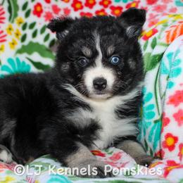 Wasabi - Black female Pomsky puppy in Centerville, Iowa from LJ Kennels Pomskies, LLC
