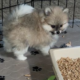 Tater - Orange parti male Pomeranian puppy in Denton, Texas from Pepplers Poms