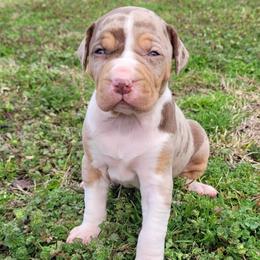 Female 2 - Red merle female Catahoula Leopard Dog puppy in Gadsden, Alabama from Rich Cat’s