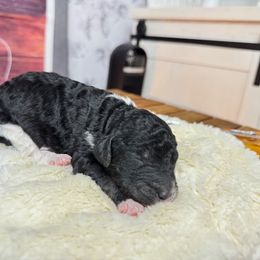 Clint Black - Phantom male Poodle puppy in Middlebourne, West Virginia from El Silencio Standard Poodles