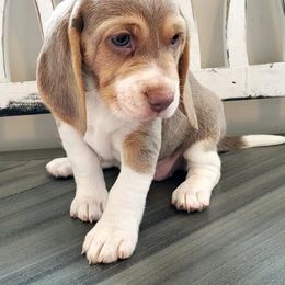 Beagle Puppies from Lazy G Kennels