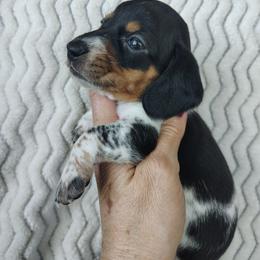 Boy 1 - Piebald male Dachshund puppy in Clayton, Indiana from Love Struck Miniature Dachshunds