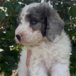 Meg - Parti female Goldendoodle puppy in Cocoa, Florida from The Coastal Homestead