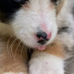 Australian Shepherds from Young Aussies