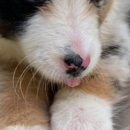 Australian Shepherds from Young Aussies