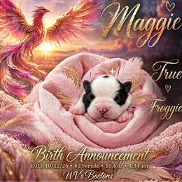 Maggie - Black and white female Boston Terrier puppy in North Central, Vermont from Windy Valley’s Bostons