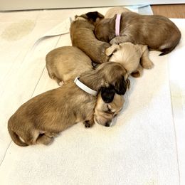 Dachshund Puppies from Lake Forest Cream Dachshunds