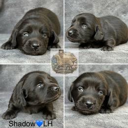 Shadow - Black male Dachshund puppy in Gatesville, Texas from Emily’s Doxie Domain