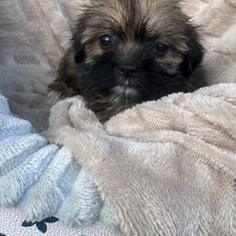 Girl 3 - Red gold female Lhasa Apso puppy in Charlotte, North Carolina from Toy Poodle and Maltese Perfection