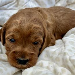 Jane (Purple Collar) - Red  female Goldendoodle puppy in China Grove, North Carolina from Lasting Legacy Family Dogs