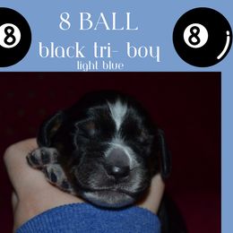 English Springer Spaniel Puppies from Stormin Pine and Prairie Springers