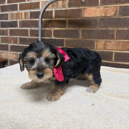 Amber - Black and gold female Yorkipoo puppy in Henderson, North Carolina from Dorans Danes and Doodles