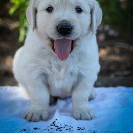 Cherries Jubilee - Light golden female Golden Retriever puppy in Scio, Oregon from Webb's Wold Kennels