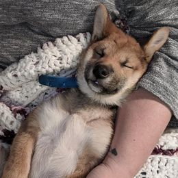 Shiba Inu from Lakeshore Shiba Inus