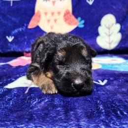 Zuzanna - Black and red female German Shepherd puppy in Los Lunas, New Mexico from Mali's German Shepherds LLC