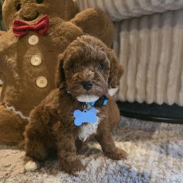 Elf ( tiny ) - Red  male Goldendoodle puppy in Bristol, Tennessee from 4goldendoodles