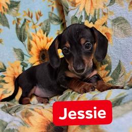 Jessie - Black and tan female Dachshund puppy in Branford, Florida from Mbjs Doxies and chihuahuas