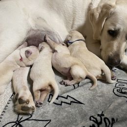 Prince - Yellow male Labrador Retriever puppy in Hartly, Delaware from Triple Threat Labradors
