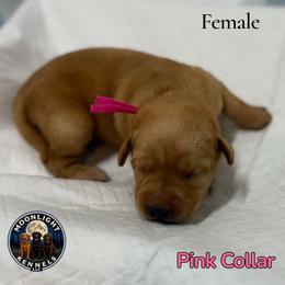 Anna Pink Collar - Yellow female Labrador Retriever puppy in Elloree, South Carolina from Moonlight Kennels LLC