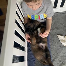 Belgian Malinois Puppies from Focused Obedient Belgian Malinois