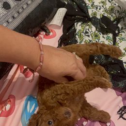 Poodle Puppies from Red toy poodles