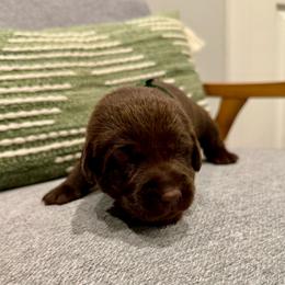 Green collar female - Chocolate female Labrador Retriever puppy in Gainesville, Georgia from Rucker Retrievers