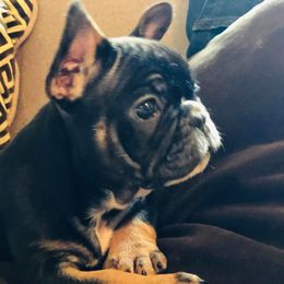 French Bulldog Puppies from Frenchie Paws