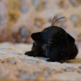 Grey Boy - Black male Poodle puppy in Las Vegas, Nevada from Plush Toy Poodle Puppies & Pals