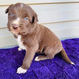 Harley - Red & white male Australian Shepherd puppy in Charlotte, North Carolina from Awesome Aussies