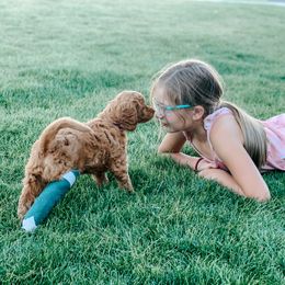 Goldendoodle and Poodle Puppies from Oodles of Doodles Ut