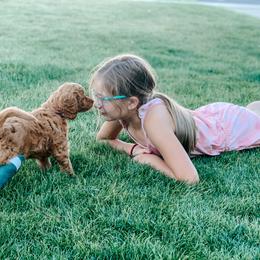 Goldendoodle and Poodle Puppies from Oodles of Doodles Ut