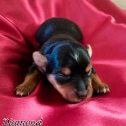 Diamond - Black and tan female Yorkshire Terrier puppy in Hot Springs, Arkansas from Kimberly's Lovable Littles