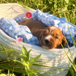 Huck - Red male Cavapoo puppy in Knoxville, Tennessee from Dukes Forever Doodles