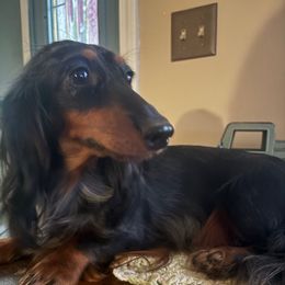 Bambi - Dachshund