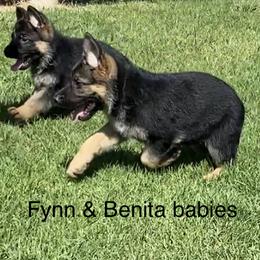 German Shepherd Puppies from At Redwood Runs