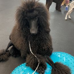 Champ - Poodle