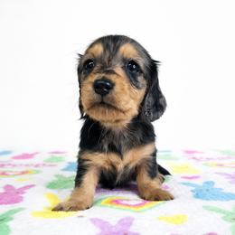 Black and tan dapple female 2 (3208.56) - Dapple female Dachshund puppy in Belle Rive, Illinois from Akin's Miniature Dachshunds, LLC