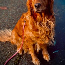 Golden Retriever All Grown Up from BellaRosa Legacy Goldens